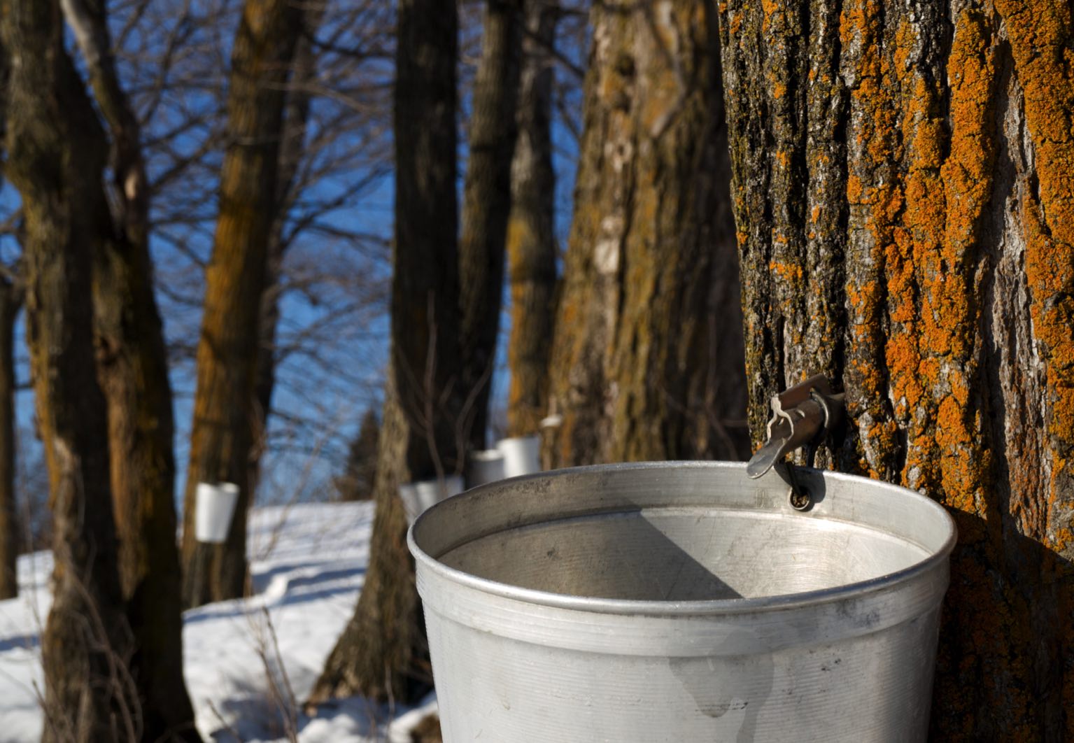 Le temps des sucres au Québec